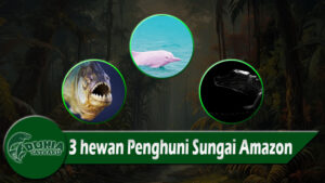 3 hewan Penghuni Sungai Amazon