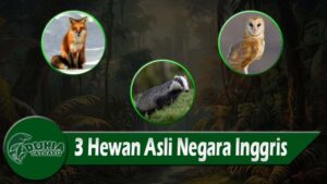 3 Hewan Asli Negara Inggris