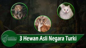 3 Hewan Asli Negara Turki