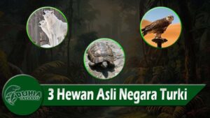 3 Hewan Asli Negara Turki