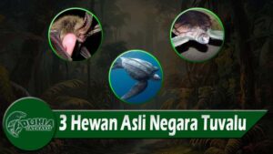 3 Hewan Asli Negara Tuvalu