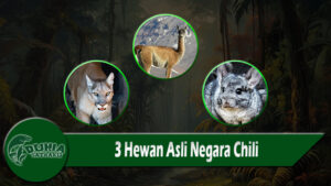 3 Hewan Asli Negara Chili