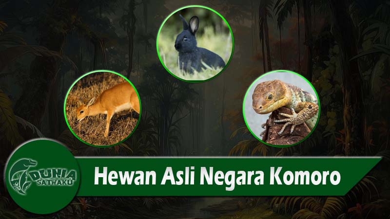 Hewan Asli Negara Komoro