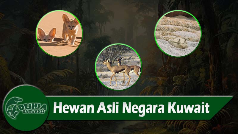 Hewan Asli Negara Kuwait