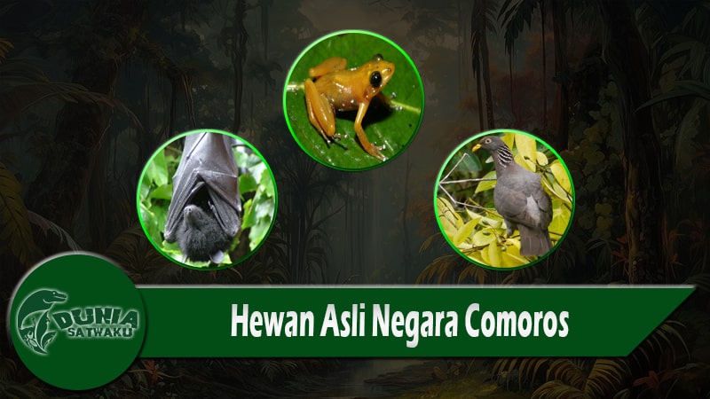 Hewan Asli Negara Comoros