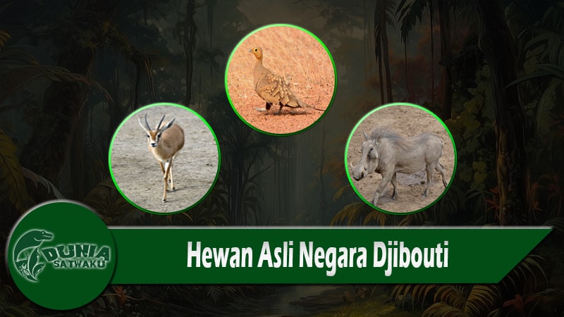 Hewan Asli Negara Djibouti