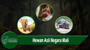 Hewan Asli Negara Mali