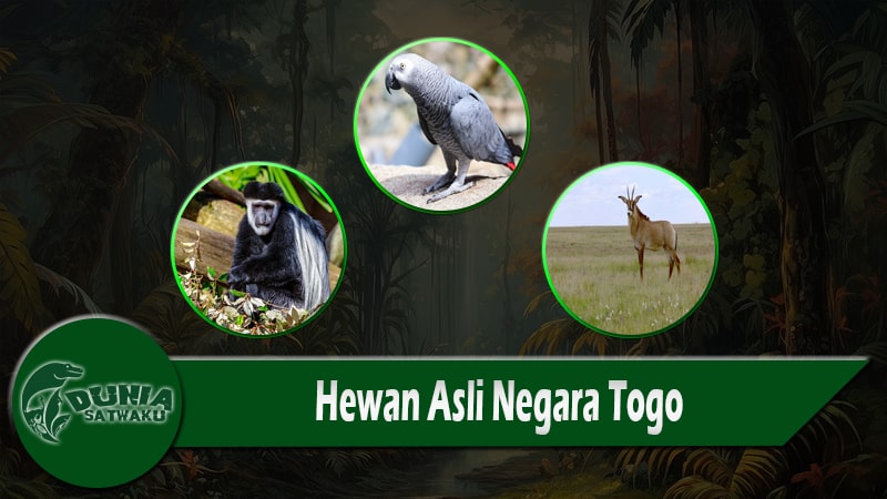 Hewan Asli Negara Togo