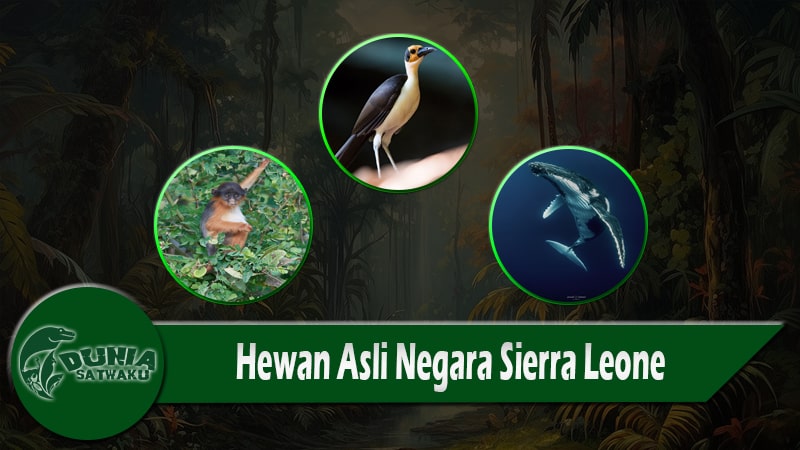 Hewan Asli Negara Sierra Leone