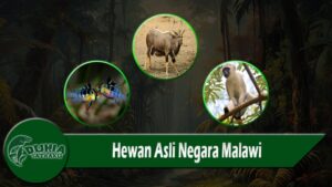 Hewan Asli Negara Malawi