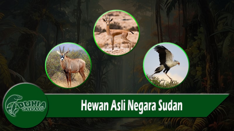 Hewan Asli Negara Sudan