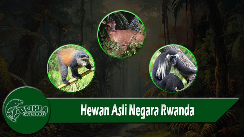 Hewan Asli Negara Rwanda