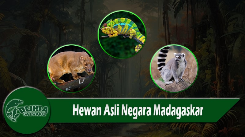 Hewan Asli Negara Madagaskar